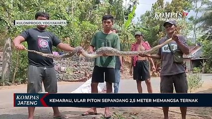 Kemarau, Ular Piton Sepanjang 2,5 Meter Memangsa Ternak di Kulon Progo