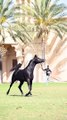 الحصان# العربي #الأصل