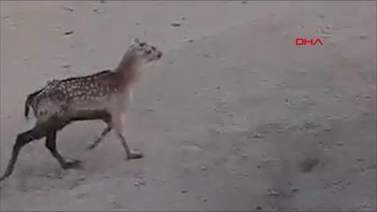 Hastane bahçesine giren ceylan kamerada