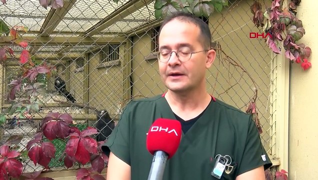 Animaux blessés relâchés dans la nature par l'hôpital vétérinaire de la faculté vétérinaire de l'université d'Ankara
