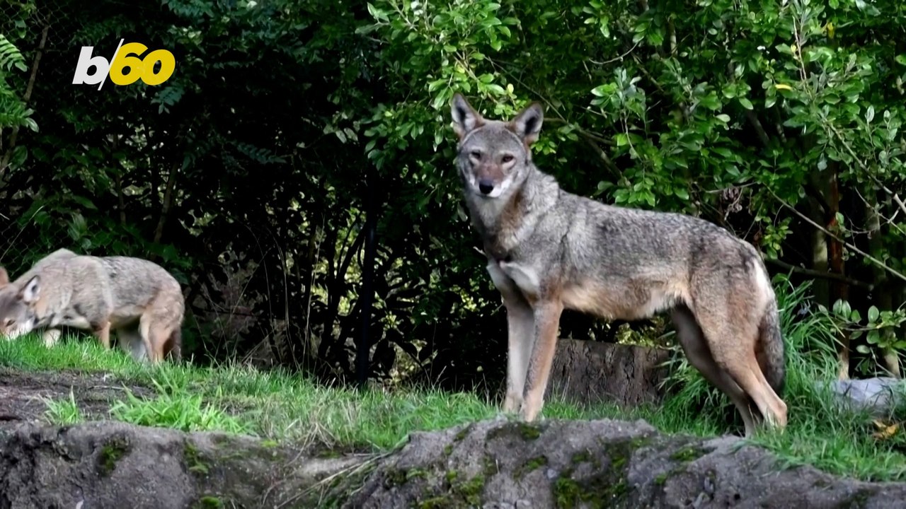 Endangered Red Wolves Receive Dental Treatment to Save the Species