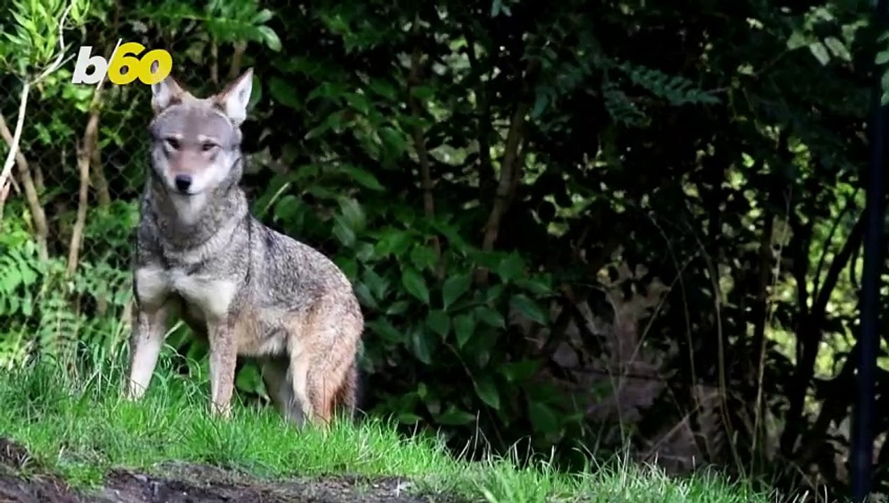 Endangered Red Wolves Receive Dental Treatment to Save the Species