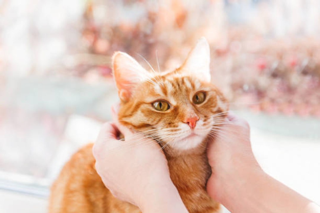 ¿Por Qué La Gente Prefiere Contar Sus Secretos A Sus Mascotas?