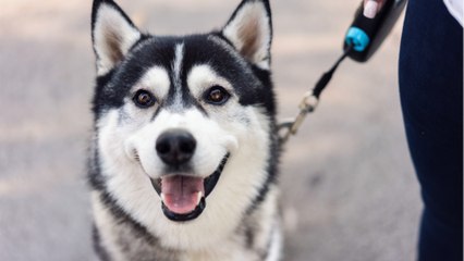 Großes Glück: Husky überlebt dramatischen Erdrutsch