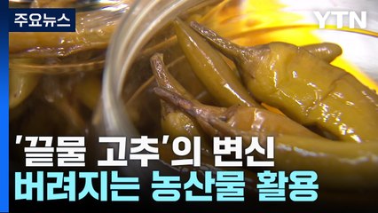 [충북] '끝물 고추'의 변신...충북, 버려지는 농산물 활용 방안 모색 / YTN