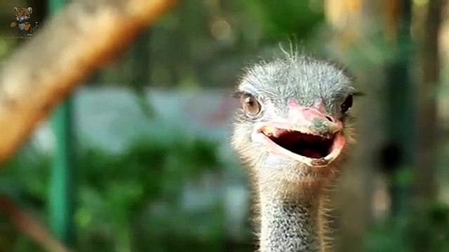 Burung Pelari Tercepat Di Dunia | Dunia Hewan