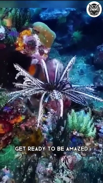 The mesmerizing Feather Fish