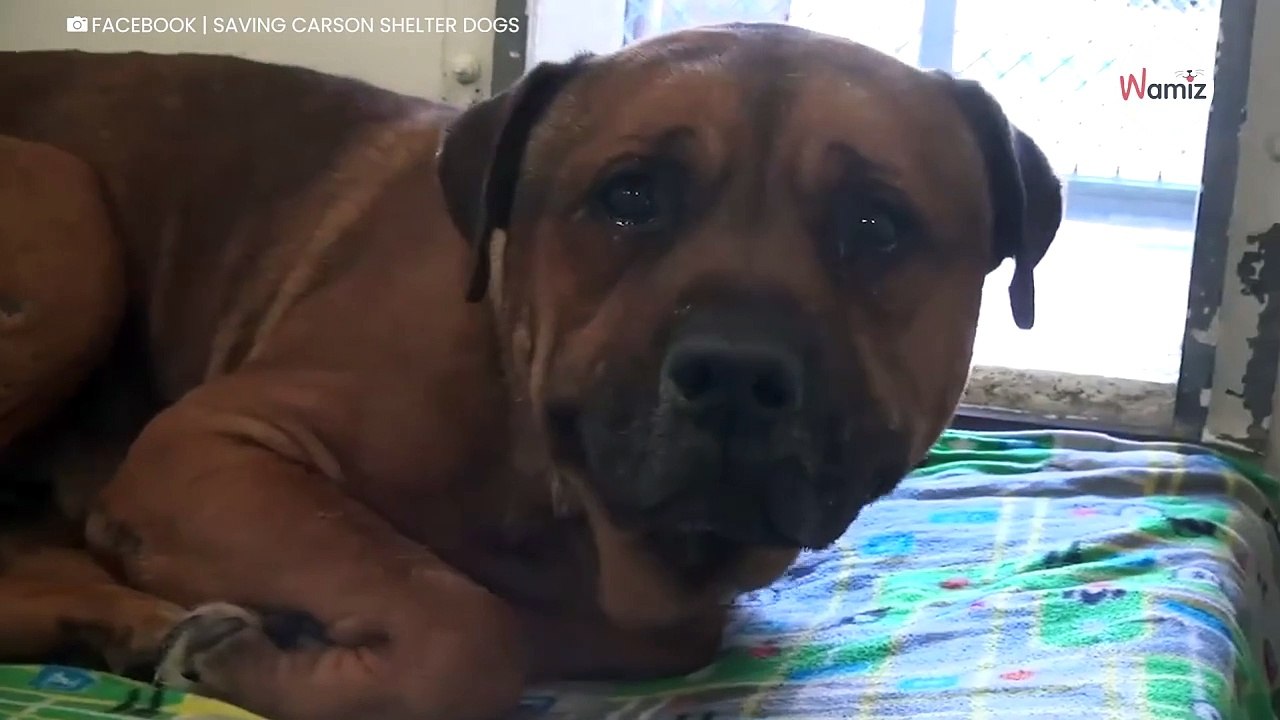 Pies nie może przestać płakać, kiedy dociera do niego, co go czeka (video)