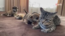 Vídeo: ¡Divertida reacción del gatito al ver por primera vez a los cachorritos!