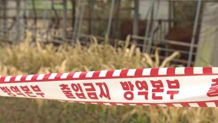 럼피스킨병, 현재까지 42건 확진...연천·횡성 첫 발생 / YTN