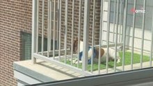 Lascia il suo cane in una pensione: guardando la telecamera, scoppia in lacrime (Video)