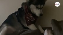 Husky vuole giocare con un cane sordo: il modo in cui sveglia il suo amico è tenerissimo (Video)