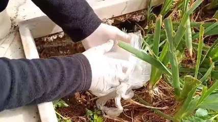 Uyuşturucuyu dedesinin mezarına saklayan şüpheliye gözaltı