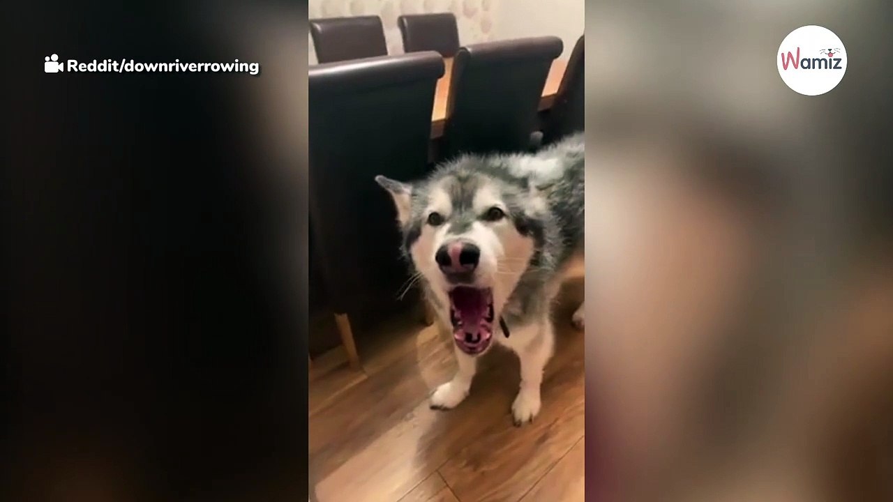 Husky rastet komplett aus, als er sieht, wer da in seinem Bettchen liegt