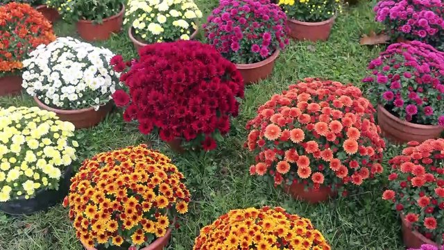 Nowiny/Wszystkich Świętych coraz bliżej. Co kupujemy?