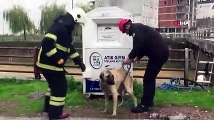 Le chien bloqué au bord du ruisseau à Ünye a été secouru par les pompiers.