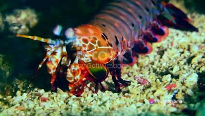 Top Unreal Animals In World Animals Kingdom