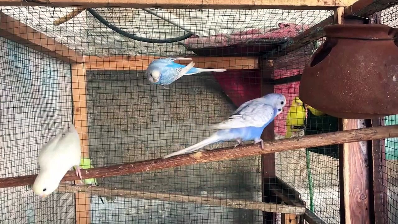 Little birds setup
