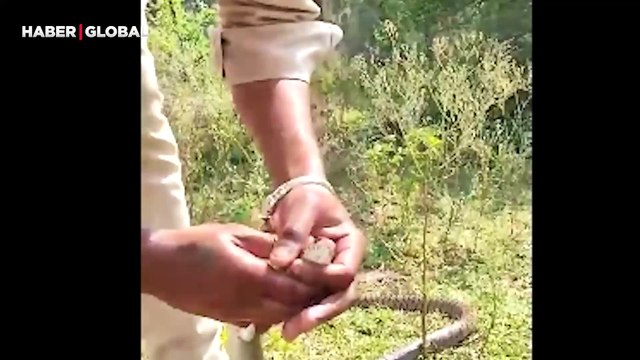 Şaşırtan anlar: Yılana suni teneffüs yaptığı anları paylaştı