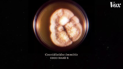 A desert fungus that infects humans is spreading