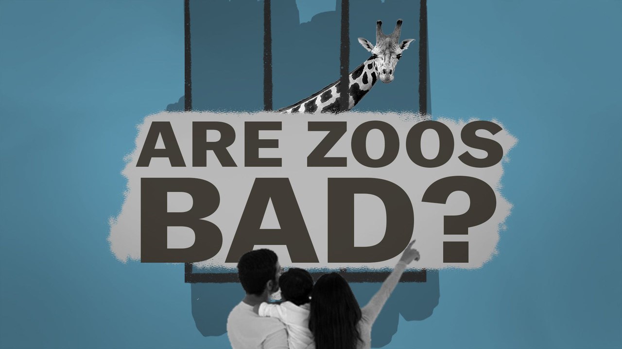 How do we fix the zoo?
