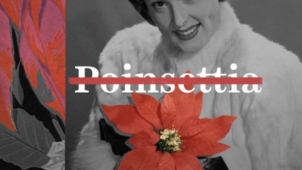 The case to rename this famous Christmas plant