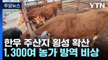 한우 고장 횡성에도 럼피스킨...백신 기다리는 중 / YTN