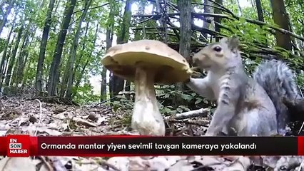 Ormanda mantar yerken kameralara yakalanan sevimli tavşan