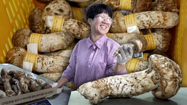 A Mushroom Expert Forages Rare Fungi in Korea