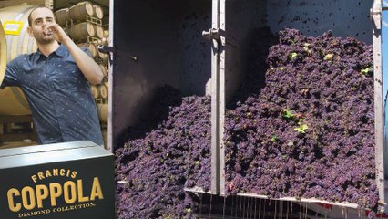 Making Wine at the Francis Ford Coppola Winery