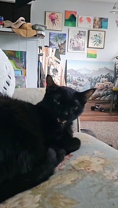 Un chat poli dit que je vous bénisse