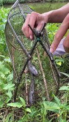 Tập 24 Cá lóc kho tiêu ăn cùng canh mướp Minh mời cả nhà cùng ăn nha