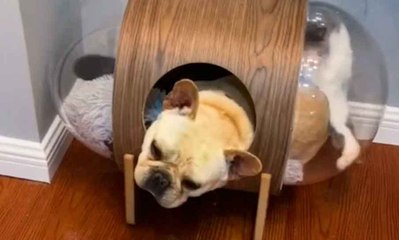Video: kissa menee kaasuisen ranskanbulldoggin koppiin ja katuu sitä
