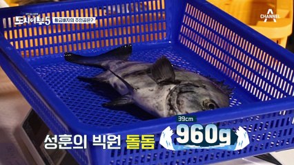 성훈의 빅원 돌돔의 가격은 과연? 황금 배지의 주인공은 누가 될 것인가!