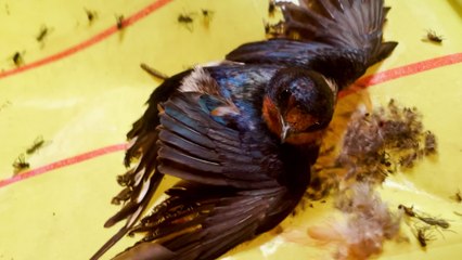 Bird Freed From Flypaper Rushes To See Her Husband