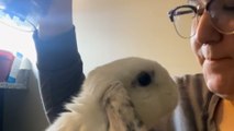 Bunny Thumps At Mom When He's Mad