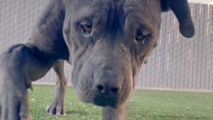 Woman Rescues Dog Living On A Mattress In The Woods