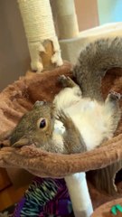 La journée de farniente d'un écureuil