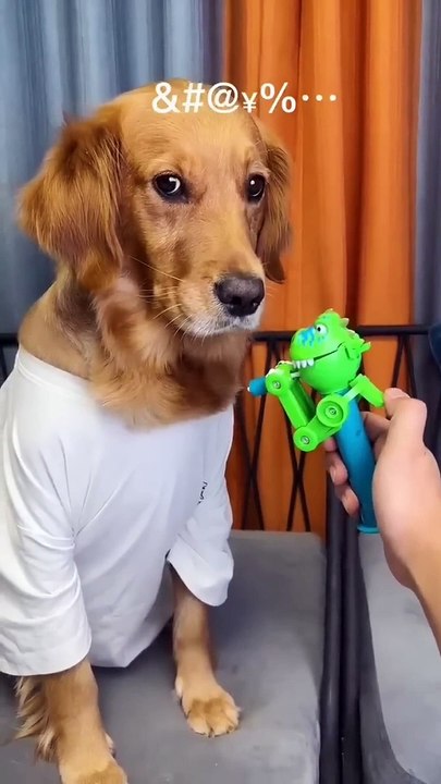 Dog_ Just because I'm good-natured doesn't mean I won't bite! funny dog videos