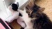 Cat Who Loves Stuffed Animals Finally Gets a Real Sibling