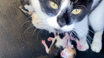Stray Cat Gives Birth In Woman's Jeep