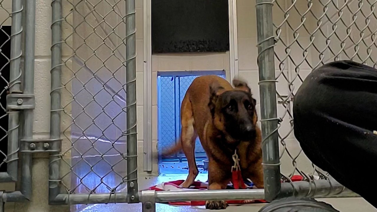 Nobody Could Touch This Very Aggressive Dog Until...