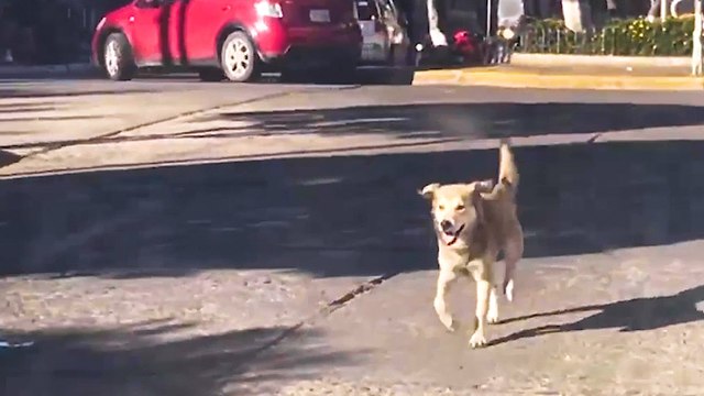 Stray Dog Chases Woman's Car For Five Blocks Until She Finally Stops