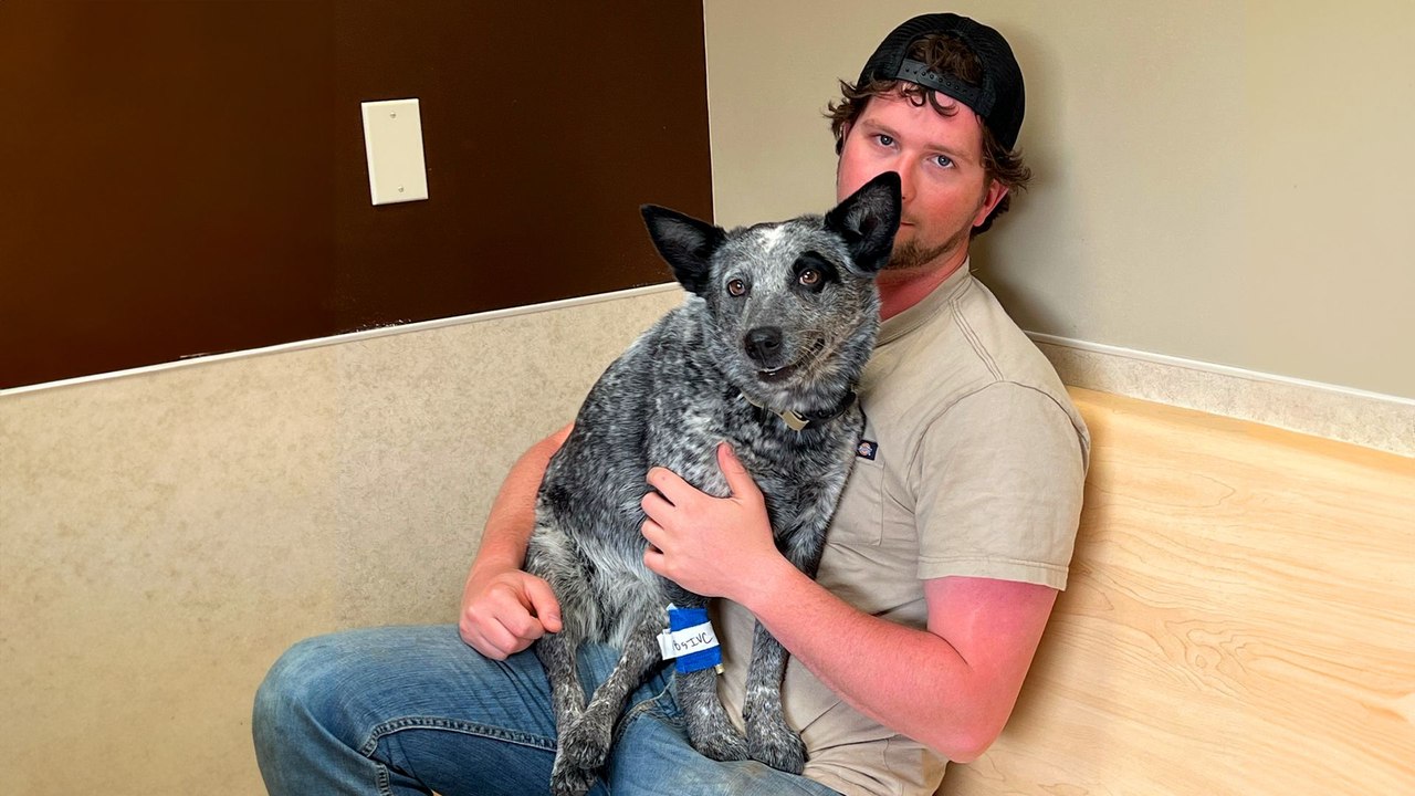 Dog Playing Fetch Suddenly Becomes Paralyzed