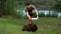 Guy Chases Down Wild Wombats To Save Their Lives