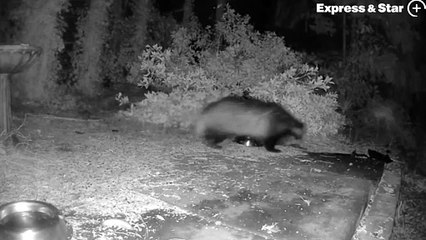 Badger caught on camera chasing off curious fox in West Bromwich garden-F7lvpqreM2E-480pp-1698337798
