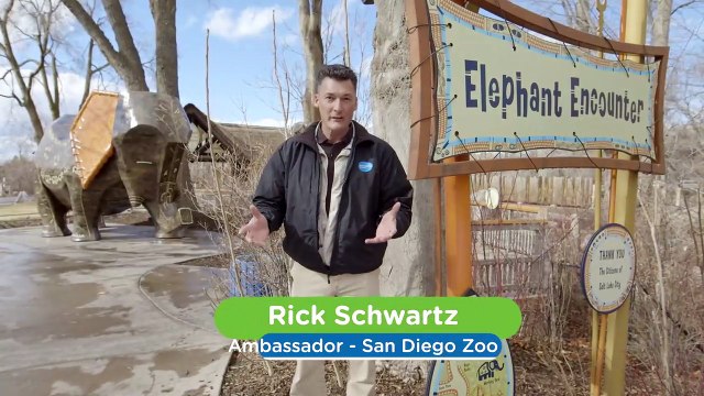 Did You Know That These Physically-Fit Elephants Are Actually Helping to Cure Cancer?