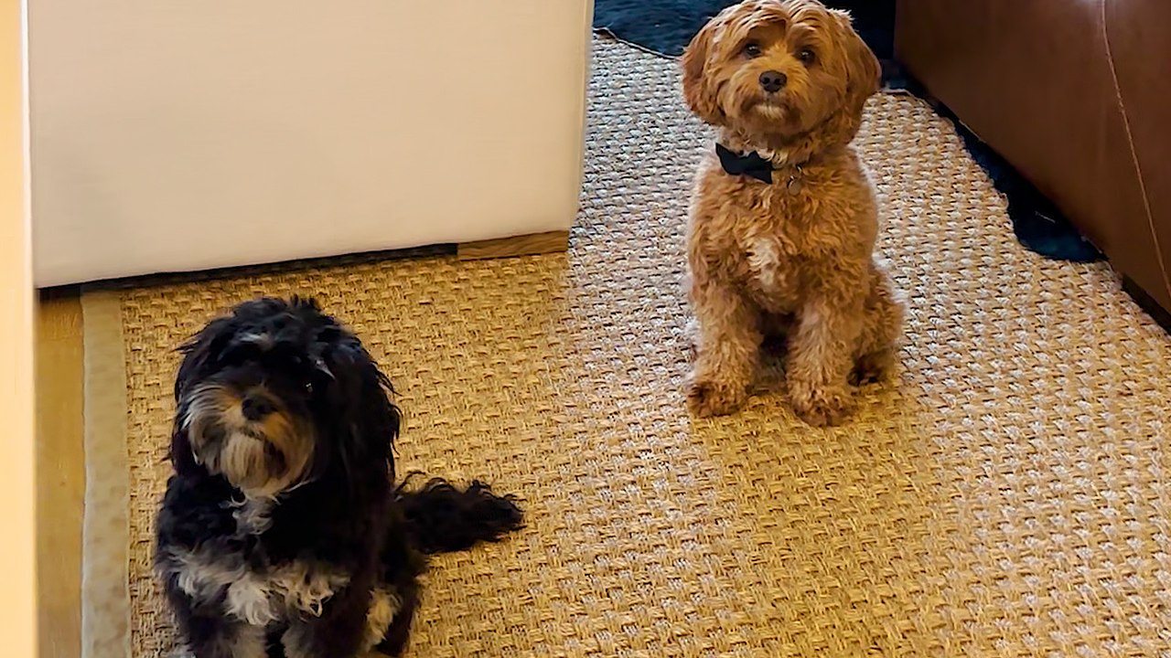 Dog Always Waits By His Girlfriend's Door video Dailymotion