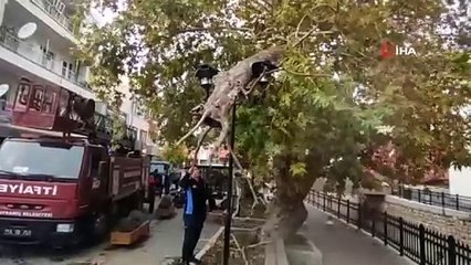 Une branche s'est détachée d'un platane vieux de 200 ans à Bayramiç, le poteau d'éclairage a évité la catastrophe