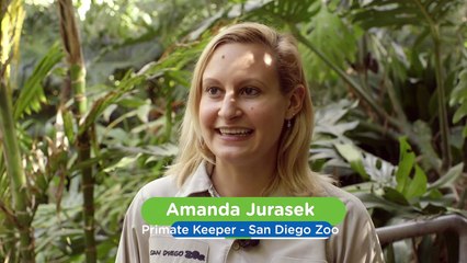 Becoming Independent Is Very Important For This Baby Orangutan